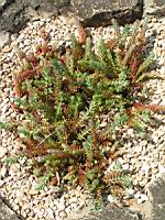 Sedum luteolum (fam Crassulacees) (Europe) (1) (Photo F. Mrugala)